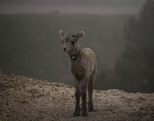 Fototapeta premium sheep in the mountains