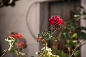 Red flowers in the garden.