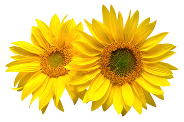 Sunflowers bouquet isolated on white background. Sun symbol. Flowers yellow, agriculture. Seeds and oil. Flat lay, top view. Bio. Eco. Creative