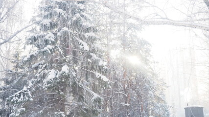 Beautiful trees at winter season with birds frozen trees against a blue sky