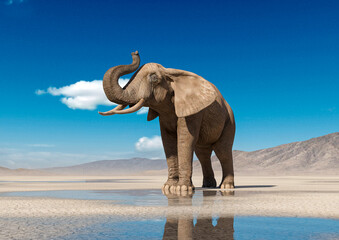 african elephant is doing a trumpet pose on desert after rain cool view