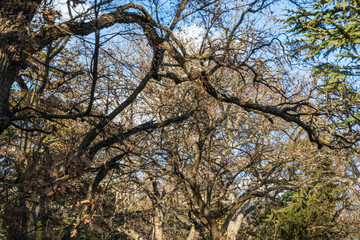 beautiful, unusual, natural trees and plants in winter in the mountains, park, forest against the blue sky