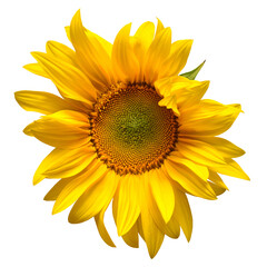 Fototapeta premium Opening sunflower isolated on white background. Yellow flower