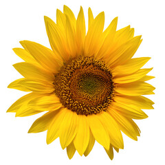 Fototapeta premium Sunflower head isolated on white background. Sun symbol. Flowers yellow, agriculture. Seeds and oil. Flat lay, top view. Bio. Eco. Creative