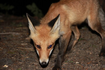 red fox in the wild