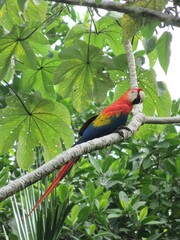 Scarlet macaw in a tree