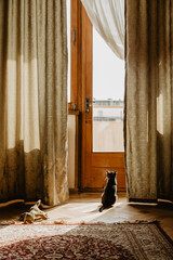 the kitten sits in the room and looks out the window