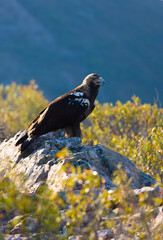 IMPERIAL EAGLE, AGUILA IMPERIAL  IBERICA, Aquila adalberti