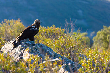IMPERIAL EAGLE, AGUILA IMPERIAL  IBERICA, Aquila adalberti