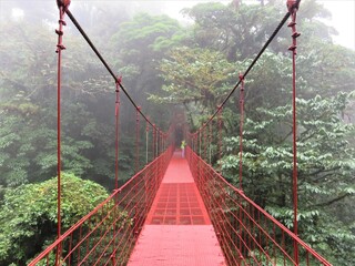 Monteverde cloud forest in Costa Rica