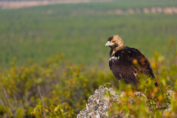 IMPERIAL EAGLE, AGUILA IMPERIAL  IBERICA, Aquila adalberti