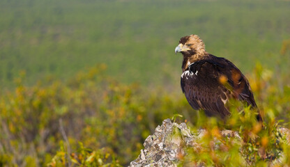 IMPERIAL EAGLE, AGUILA IMPERIAL  IBERICA, Aquila adalberti