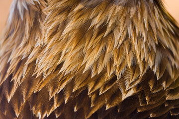 IMPERIAL EAGLE, AGUILA IMPERIAL  IBERICA, Aquila adalberti