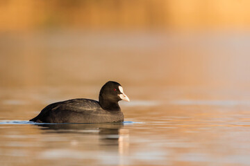 Eurasian coot (Fulica atra) or common coot, black coot in rail and crake bird family, Rallidae, Gruiformes, freshwater lakes and ponds water hen