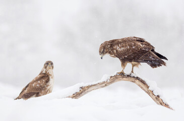 Common buzzard (Buteo buteo) in the fields in winter snow, buzzards in natural habitat, hawk bird on the ground, predatory bird close up winter bird