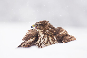 Common buzzard (Buteo buteo) in the fields in winter snow, buzzards in natural habitat, hawk bird on the ground, predatory bird close up winter bird