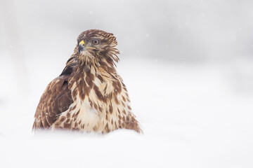 Common buzzard (Buteo buteo) in the fields in winter snow, buzzards in natural habitat, hawk bird on the ground, predatory bird close up winter bird
