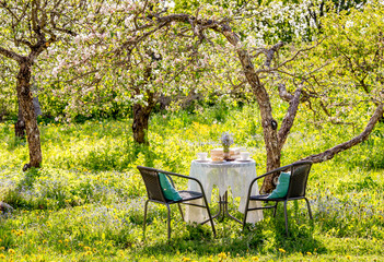 Springtime in home  blooming apple garden concept. Table set with tea cups, boho reuse jar vase with forget me not flowers( Myosotis). Stack of books on white tablecloth.