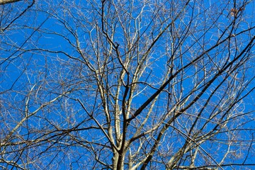 A view from under the bare tree with the blue sky.