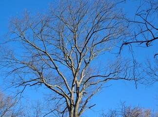 The bare branches on the tall tree with the blue sky.