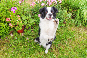 Naklejka na ściany i meble Outdoor portrait of cute smiling puppy border collie sitting on grass flower background. New lovely member of family little dog jumping and waiting for reward. Pet care and funny animals life concept.