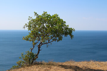 Fototapeta na wymiar a tree on a cliff by the sea