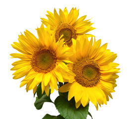Flower bouquet with three sunflowers isolated on white background. The seeds and oil. Floral arrangement. Picturesque and conceptual scene. Flat lay, top view