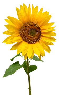 Sunflower isolated on white background. Sun symbol. Flowers yellow, agriculture. Seeds and oil. Flat lay, top view