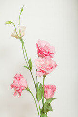 Bouquet of eustoma flowers of pink shades on  white background