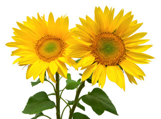 Two sunflowers in bouquet isolated on white background. Sun symbol. Flowers yellow, agriculture. Seeds and oil. Flat lay, top view. Bio. Eco. Creative
