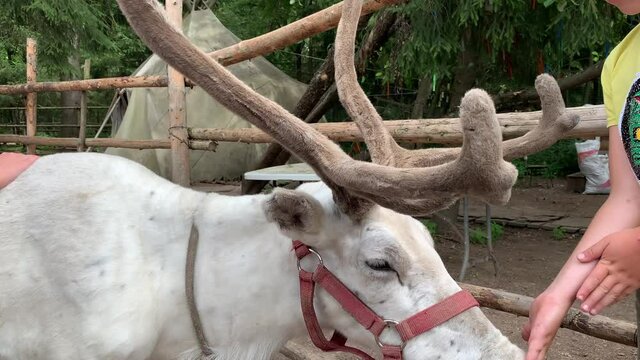 Children pet reindeer close up, ecotourism concept