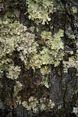Texture