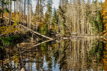 Obraz premium Boubin lake.Reflection of fall trees of Boubin Primeval Forest,Sumava Mountains, Czech Republic.Water reservoir Czech National Nature Reserve.Autumn tranquil colorful background.Peaceful natural scene
