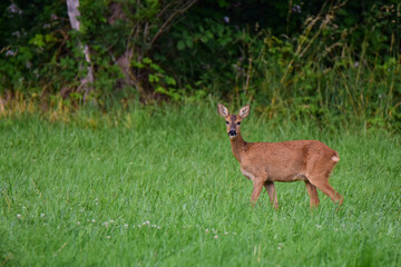 Biche