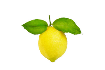 ripe lemon on a branch on a white background