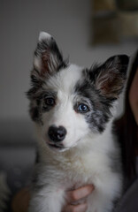 Different eye color dog puppy looking at the camera