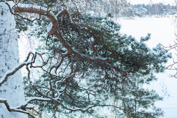 Snow-covered pine branches. Winter nature concept.