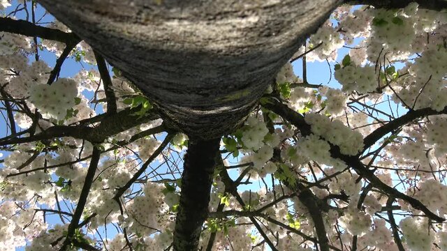 Down top view of blossoms are the flowers of stone fruit trees genus Prunus in this case peach blossom provide pollen to pollinators such as bees and initiate cross-pollination typical spring scene