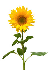 Naklejka premium Sunflower isolated on white background. Sun symbol. Flowers yellow, agriculture. Seeds and oil. Flat lay, top view. Bio. Eco. Creative