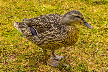A close up view of an inquisitive female Mallard duck on the banks of Raventhorpe Water, Northamptonshire, UK