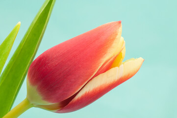 close-up of a single red tulip flower