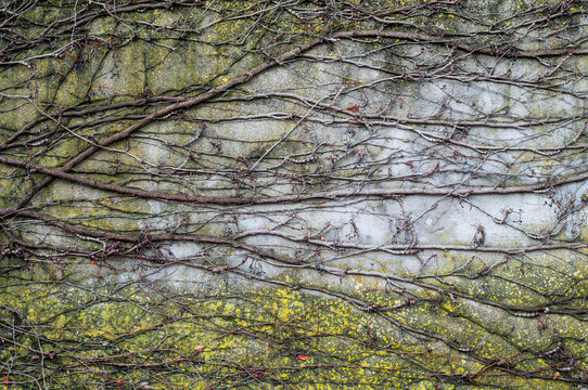 leafless climbing vine at a weathered wall