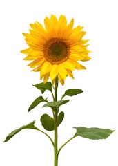 Sunflower isolated on white background. Sun symbol. Flowers yellow, agriculture. Seeds and oil. Flat lay, top view. Bio. Eco. Creative