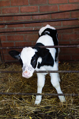Portrait of black and white calf at a dairy farm looking through the bars
