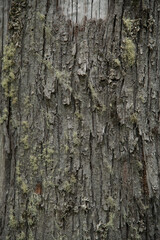 Texture
