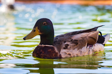 germano reale maschio