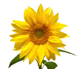 Flower of sunflower head isolated on white background. Seeds and oil. Flat lay, top view