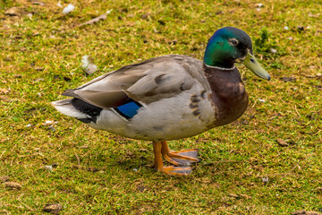 A close up view of a male Mallard duck on the banks of Raventhorpe Water, Northamptonshire, UK
