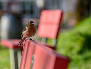 Fototapete bei efototapeten.de bestellen   