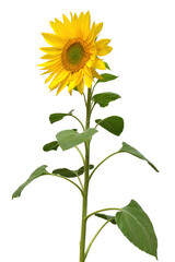 Fototapeta premium Sunflower isolated on white background. Sun symbol. Flowers yellow, agriculture. Seeds and oil. Flat lay, top view. Bio. Eco. Creative